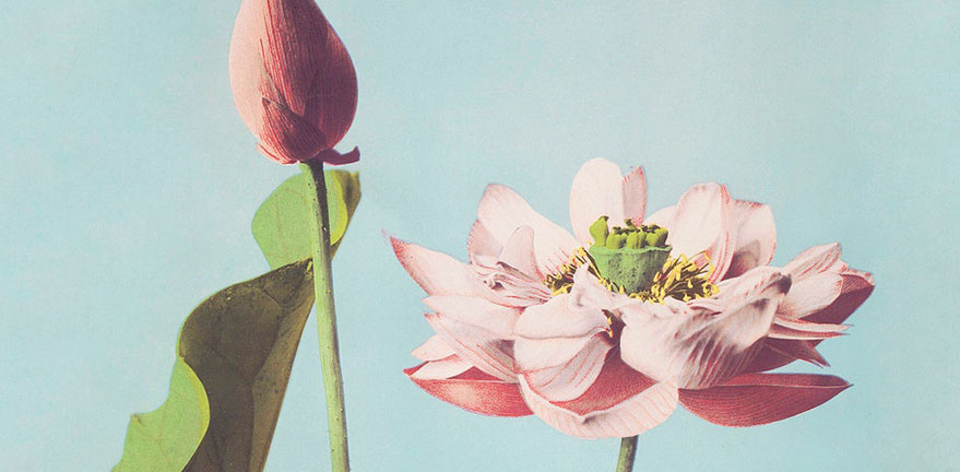 Petal story Petal story