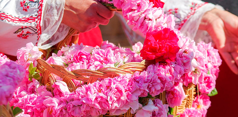 History of roses/История Роз History of roses/История Роз