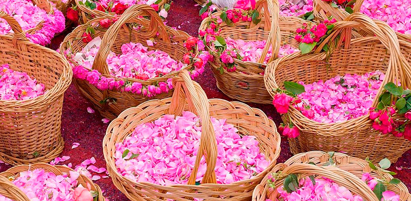 History of roses/История Роз History of roses/История Роз