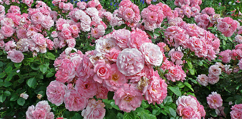 History of roses/История Роз History of roses/История Роз