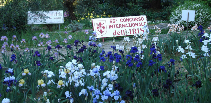 History of Iris/История Ириса History of Iris/История Ириса