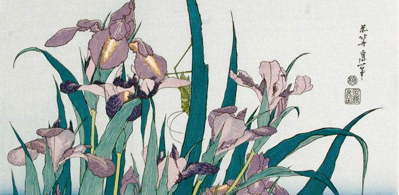 History of Iris/История Ириса History of Iris/История Ириса