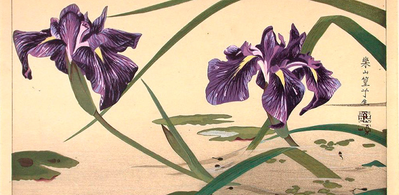 History of Iris/История Ириса History of Iris/История Ириса