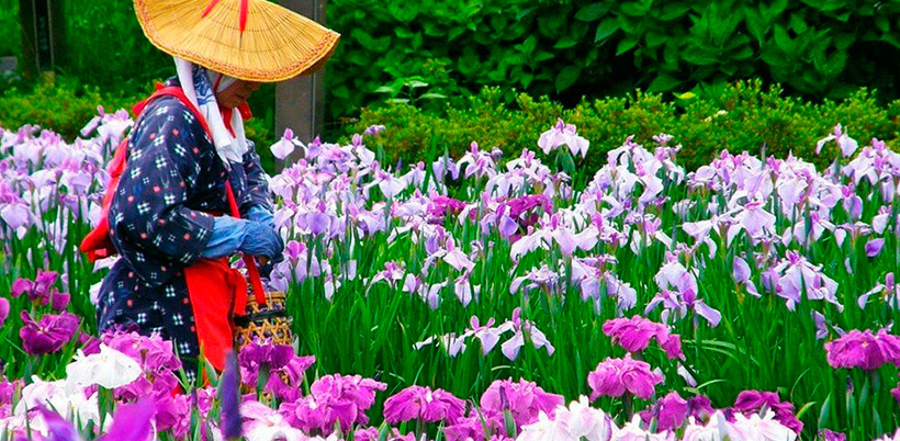 History of Iris/История Роз History of Iris/История Ириса