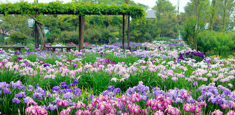 History of Iris/История Роз History of Iris/История Ириса