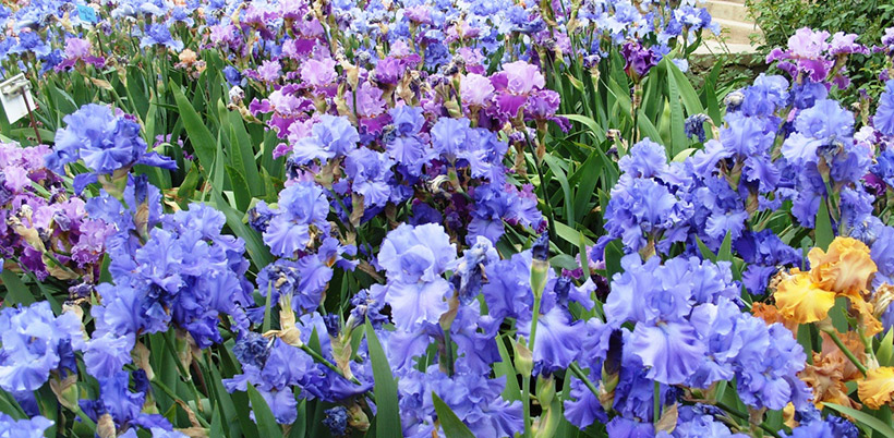 History of Iris/История Роз History of Iris/История Ириса