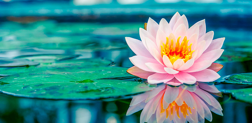 History of Lotos/История Лотоса History of Lotos/История Лотоса