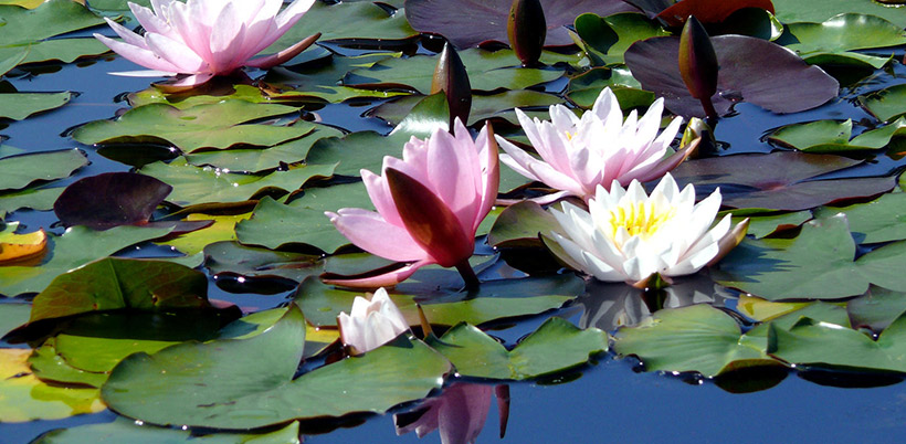 History of Lotos/История Лотоса History of Lotos/История Лотоса