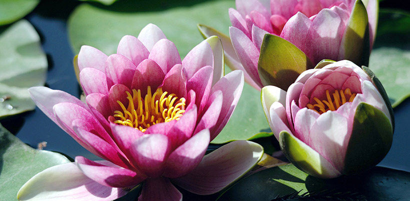 History of Lotos/История Лотоса History of Lotos/История Лотоса