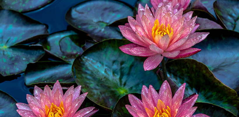 History of Lotos/История Лотоса History of Lotos/История Лотоса