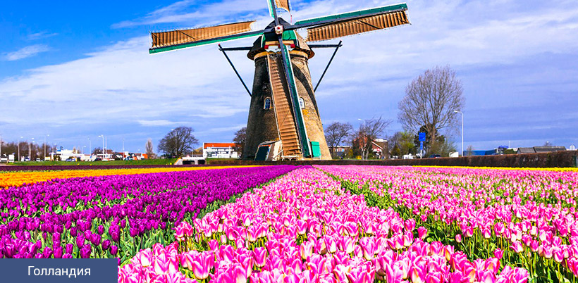 History of Tulip/История Тюльпана History of Tulip/История Тюльпана