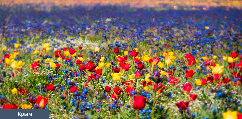 History of Tulip/История Тюльпана History of Tulip/История Тюльпана