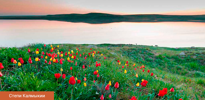 History of Tulip/История Тюльпана History of Tulip/История Тюльпана