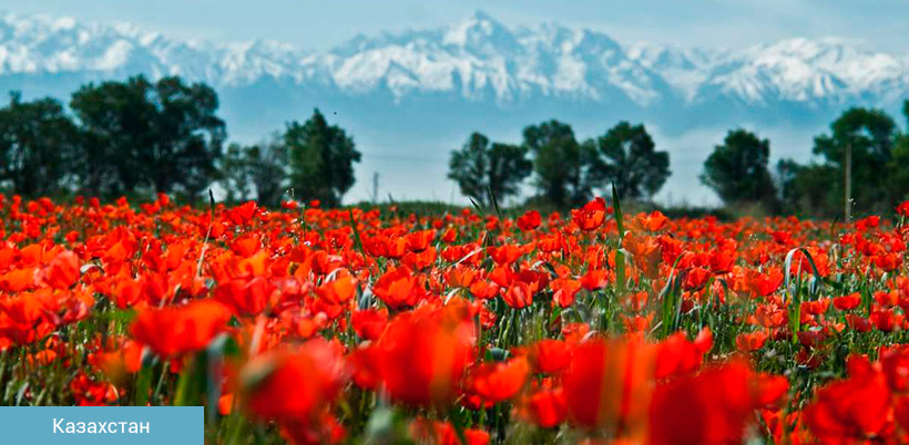 History of Tulip/История Тюльпана History of Tulip/История Тюльпана