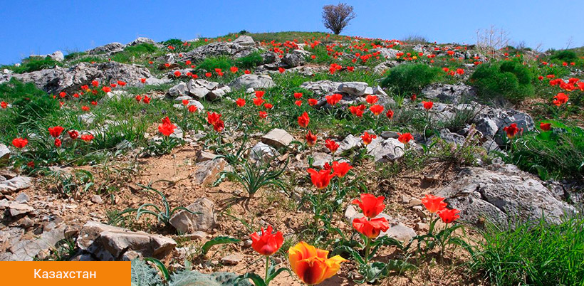 History of Tulip/История Тюльпана History of Tulip/История Тюльпана