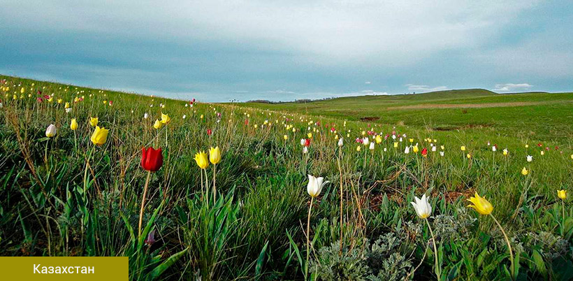 History of Tulip/История Тюльпана History of Tulip/История Тюльпана