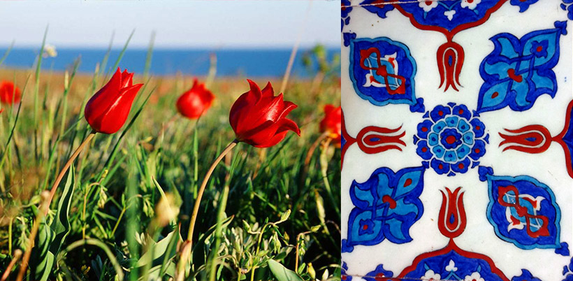 History of Tulip/История Тюльпана History of Tulip/История Тюльпана